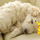 Illustration for article titled Lazy Sunday Review: Pokemon X/Y